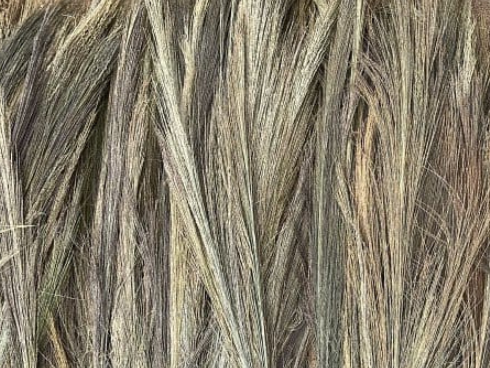 Grass Broom Bamboo Sticks